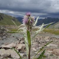 Cirsium scopulorum image